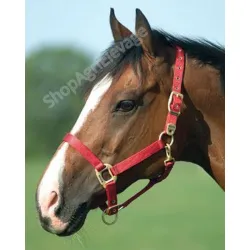 Licol equitheme pour chevaux, pur-sang et poney : divers coloris