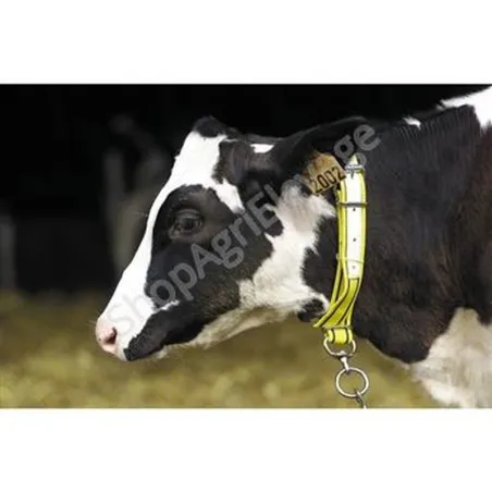 Collier pour veau en nylon jaune/noir