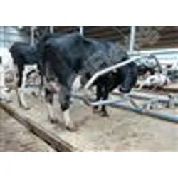 Epingle relax nue l.2.08m - Logette - Bovins