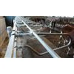 Epingle us genisse nue l.1.70m - Logette - Bovins