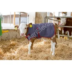 Couverture pour veaux ThermoPlus - Soins - Veau