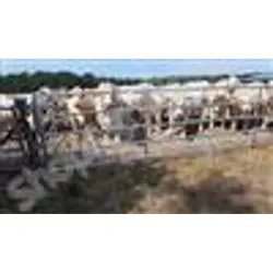 Barriere pour bovins : porte d’herbage autolock