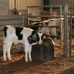 Abreuvoir isolé ThermoLac bol La buvette pour chevaux et bovins
