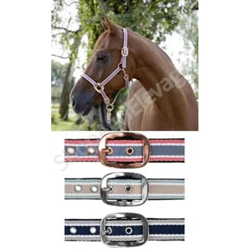 Licol CORA Covalliero pour chevaux, pur-sang et poney : divers coloris