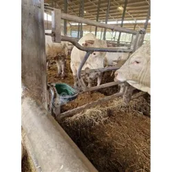 Barriere pour bovins : avant ex5 avec decoupe pour abreuvoir