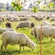 Accessoires pour clôture Ovins / Caprins
