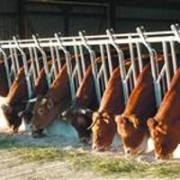 Cornadis AXIAL II Bovins