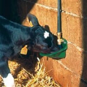 Accessoires pour l'abreuvement Veaux