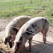Accessoires pour clôture Porcins