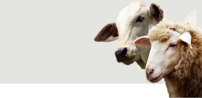 Retrouvez nos produits élevage