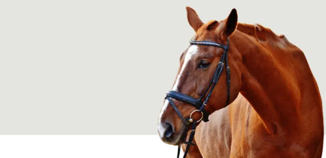Retrouvez nos produits équitation